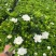 栀子花盆栽