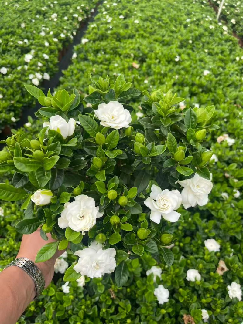 栀子花盆栽