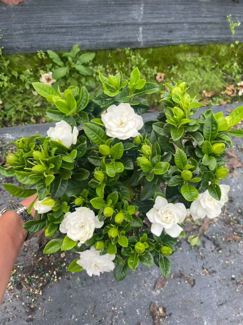 栀子花盆栽
