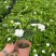 栀子花盆栽