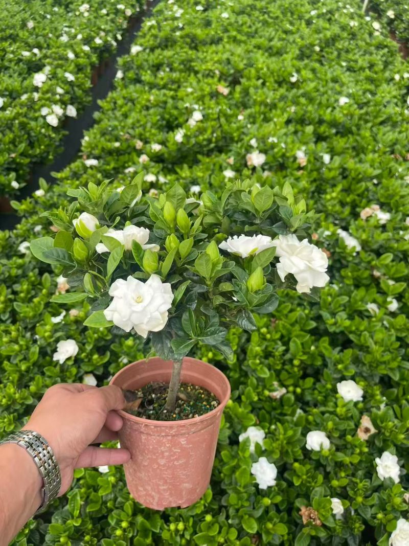 栀子花盆栽
