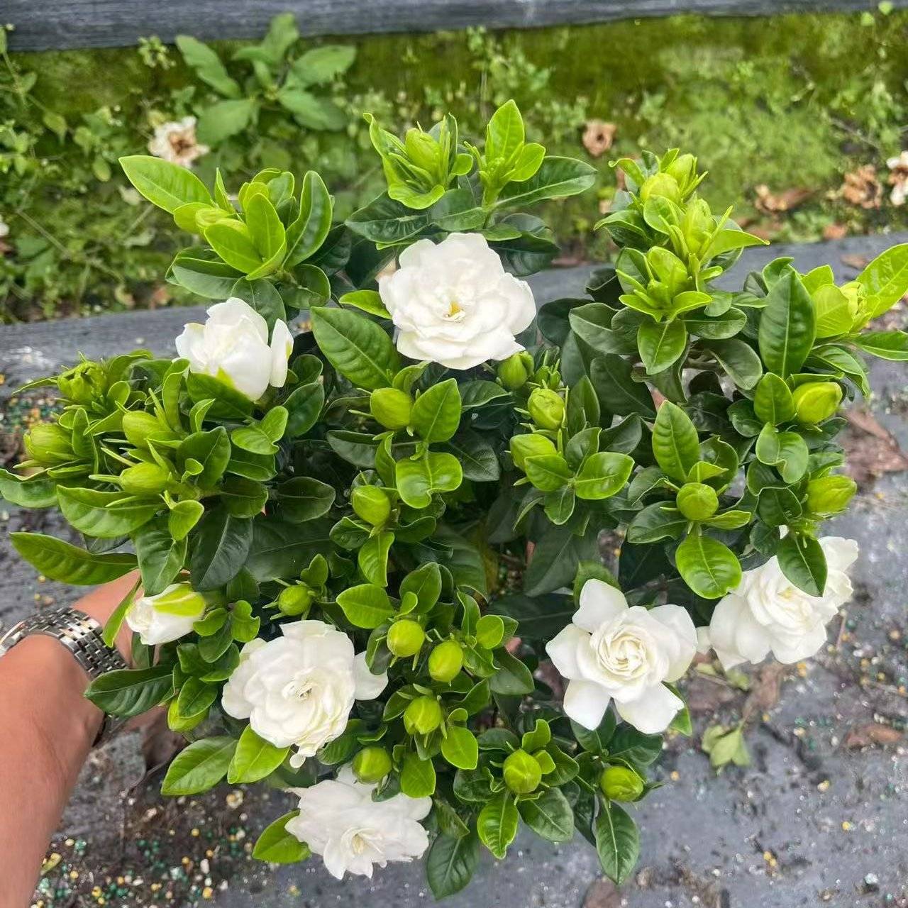 栀子花盆栽