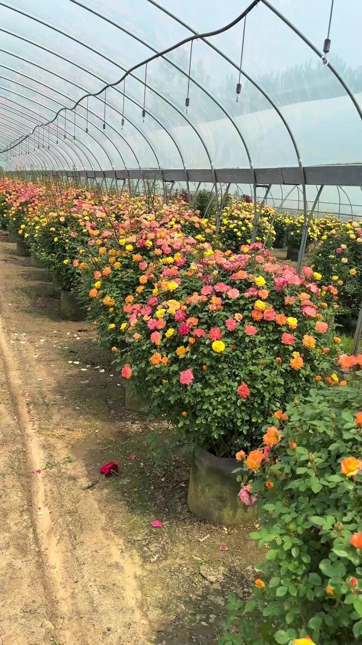 爬藤月季