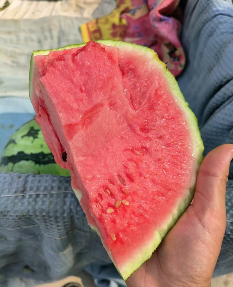 美都—麒麟—小薄皮红瓤—全国代发—价廉保质