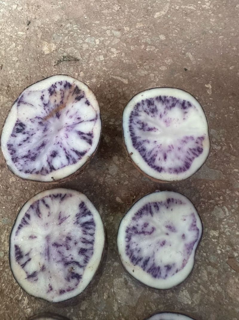 云南紫土豆，大量供应