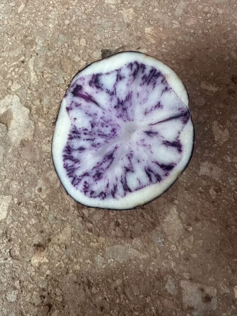 云南紫土豆，大量供应