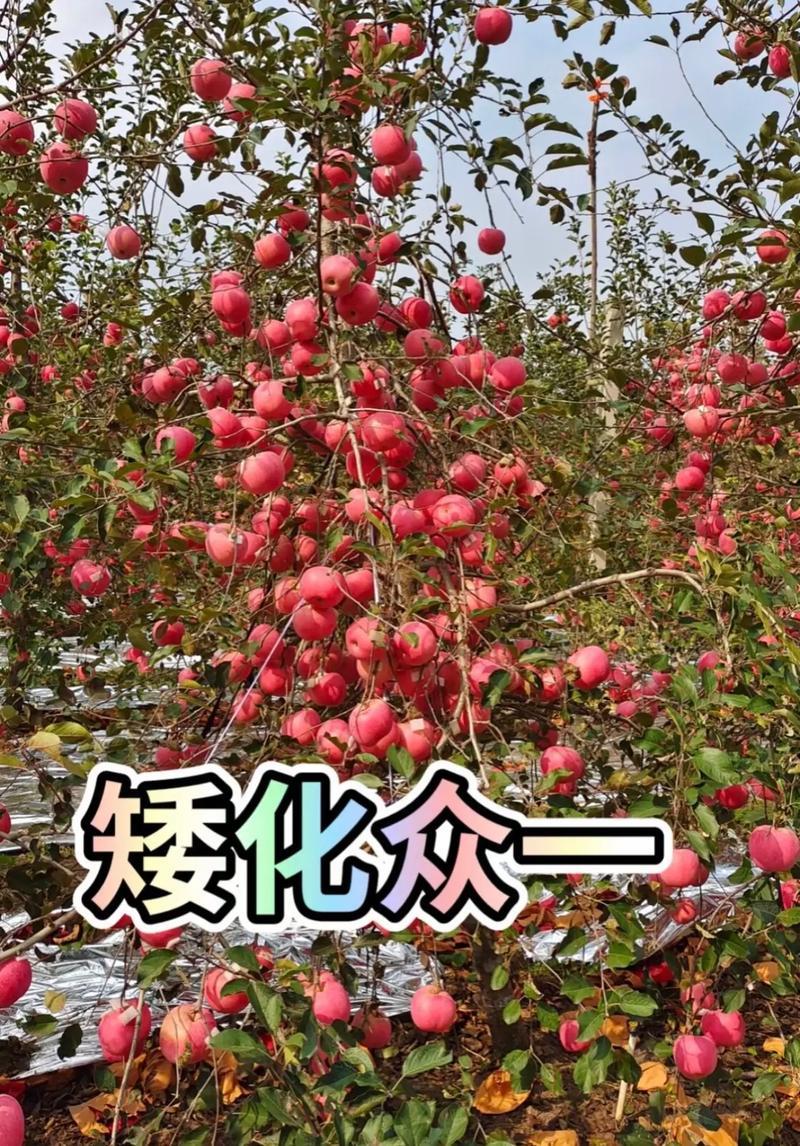 苹果苗众城一号山东基地根接苗量大从优、