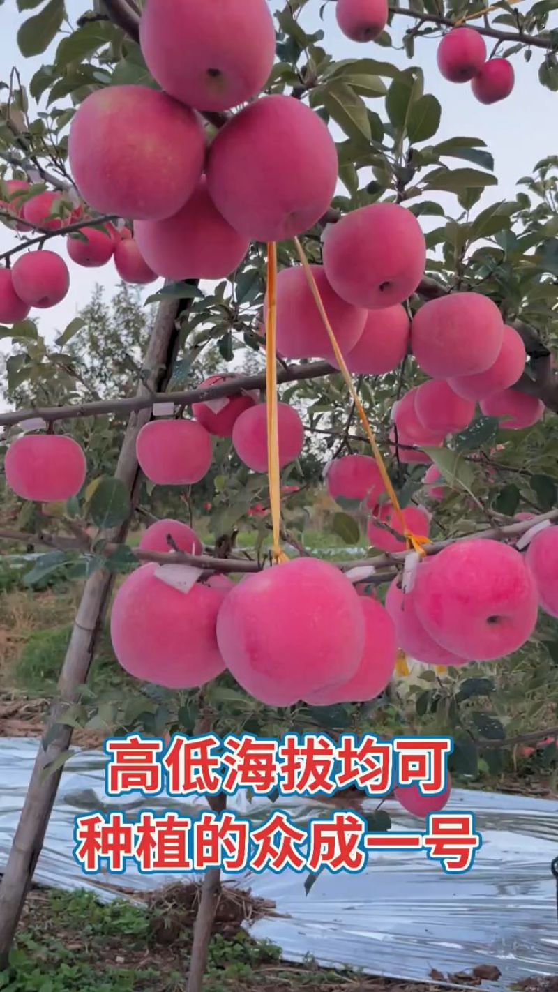 苹果苗众城一号山东基地根接苗量大从优、