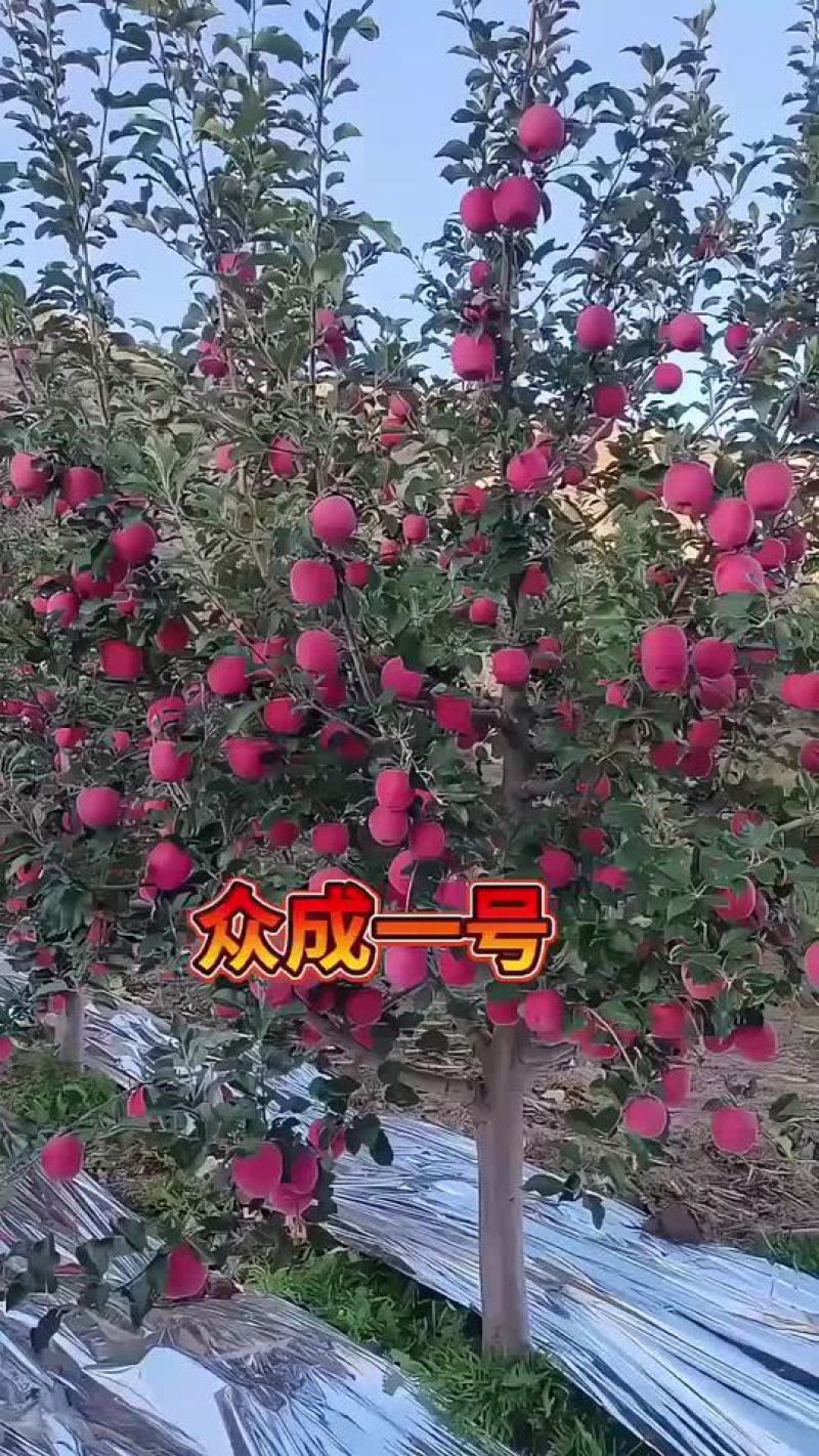 苹果苗众城一号山东基地根接苗量大从优、