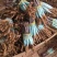 苹果苗众城一号山东基地根接苗量大从优、