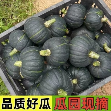 贝贝南瓜一件代发对接各大电商平台
