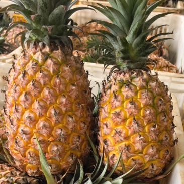 海南金钻凤梨电商一件代发