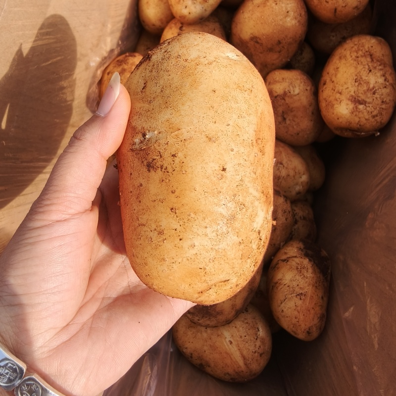 广东湛江土豆产地大量供应中，对接全国市场电商商超等各大平