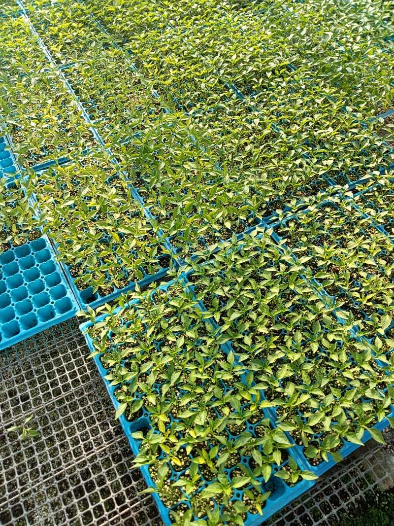辣妹子小皱皮椒螺丝椒杭椒苗现货直播苗
