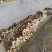 雷竹笋