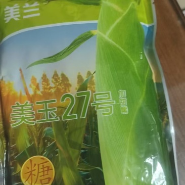 重庆市开州区巫山镇鲜食玉米种植基地直供（加甜糯）