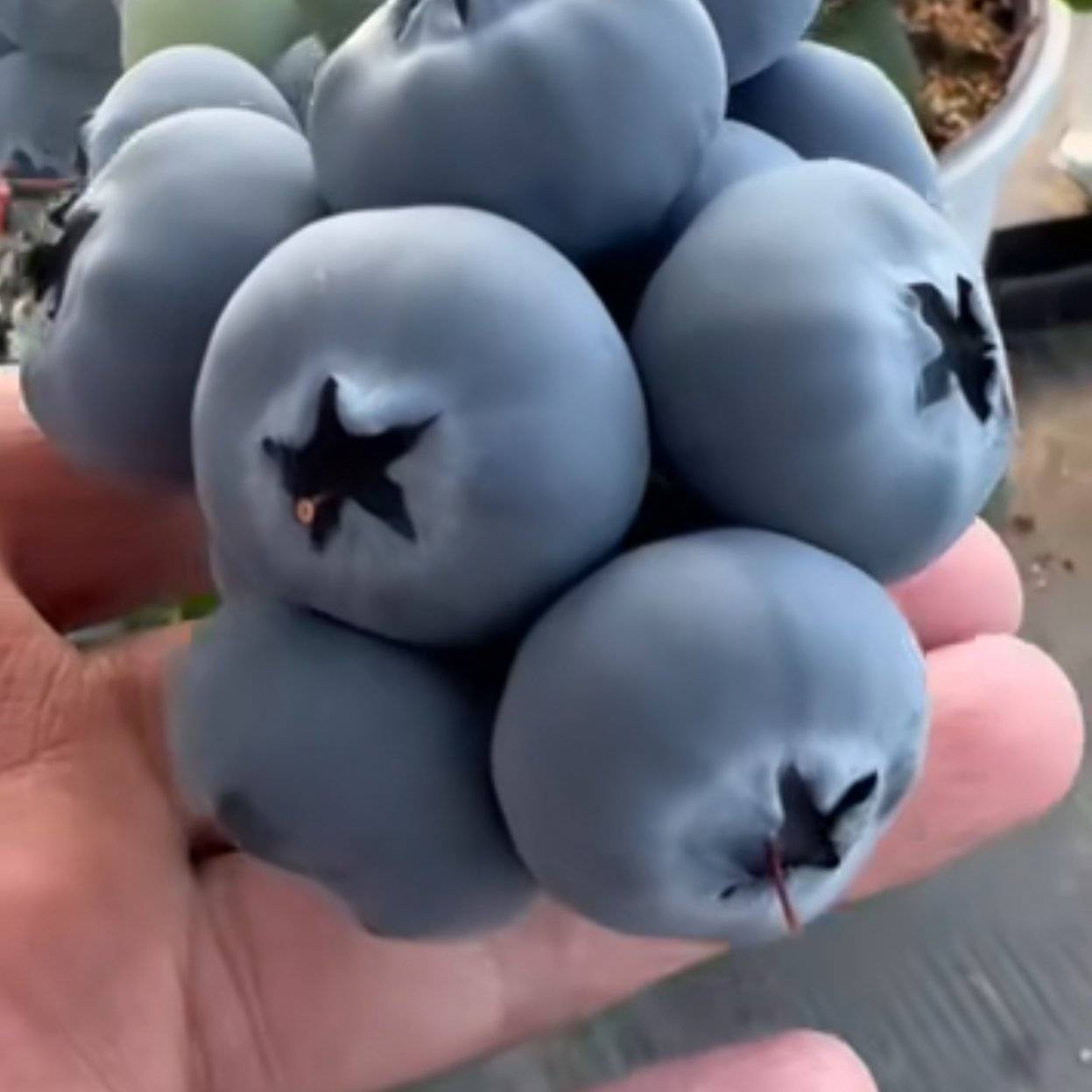 丹东蓝莓