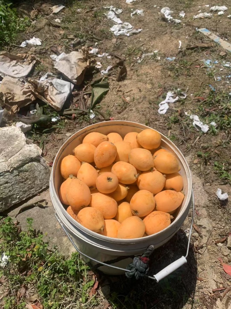 早钟枇杷自己20亩农场批发招商
