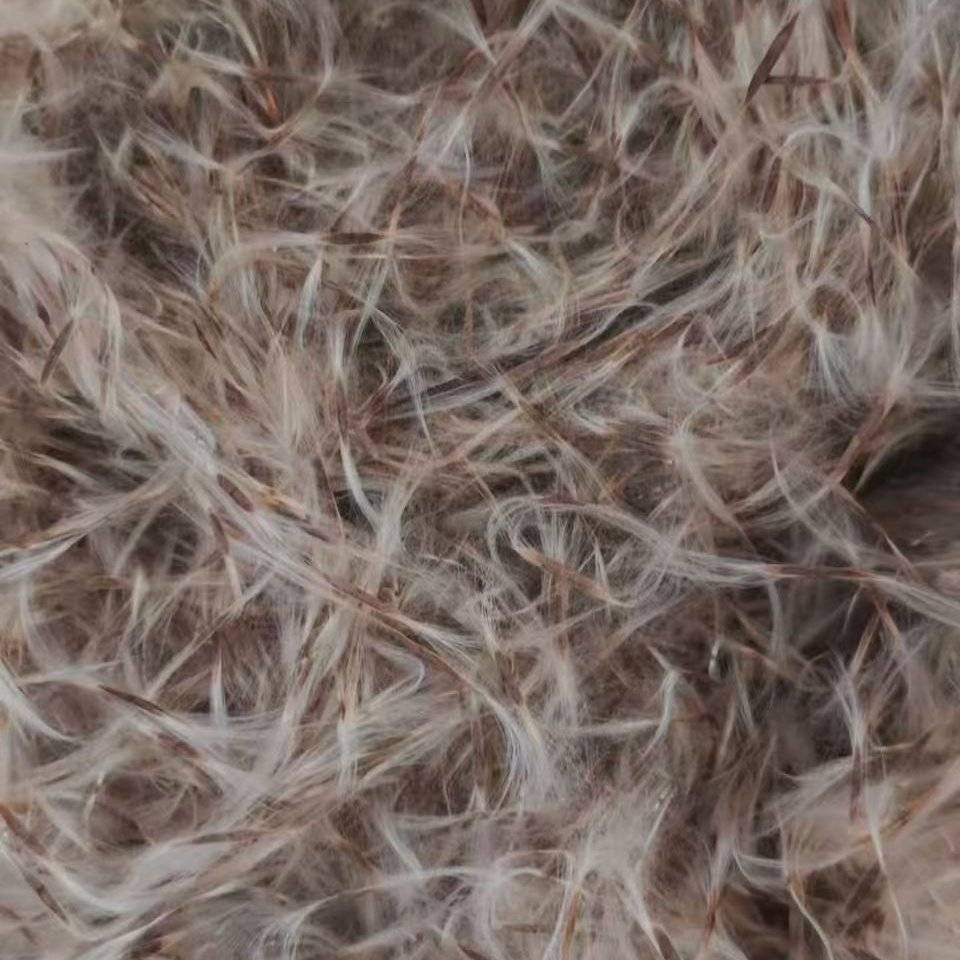 梓树种子价格梓树种子多少钱，梓树种子量大从优