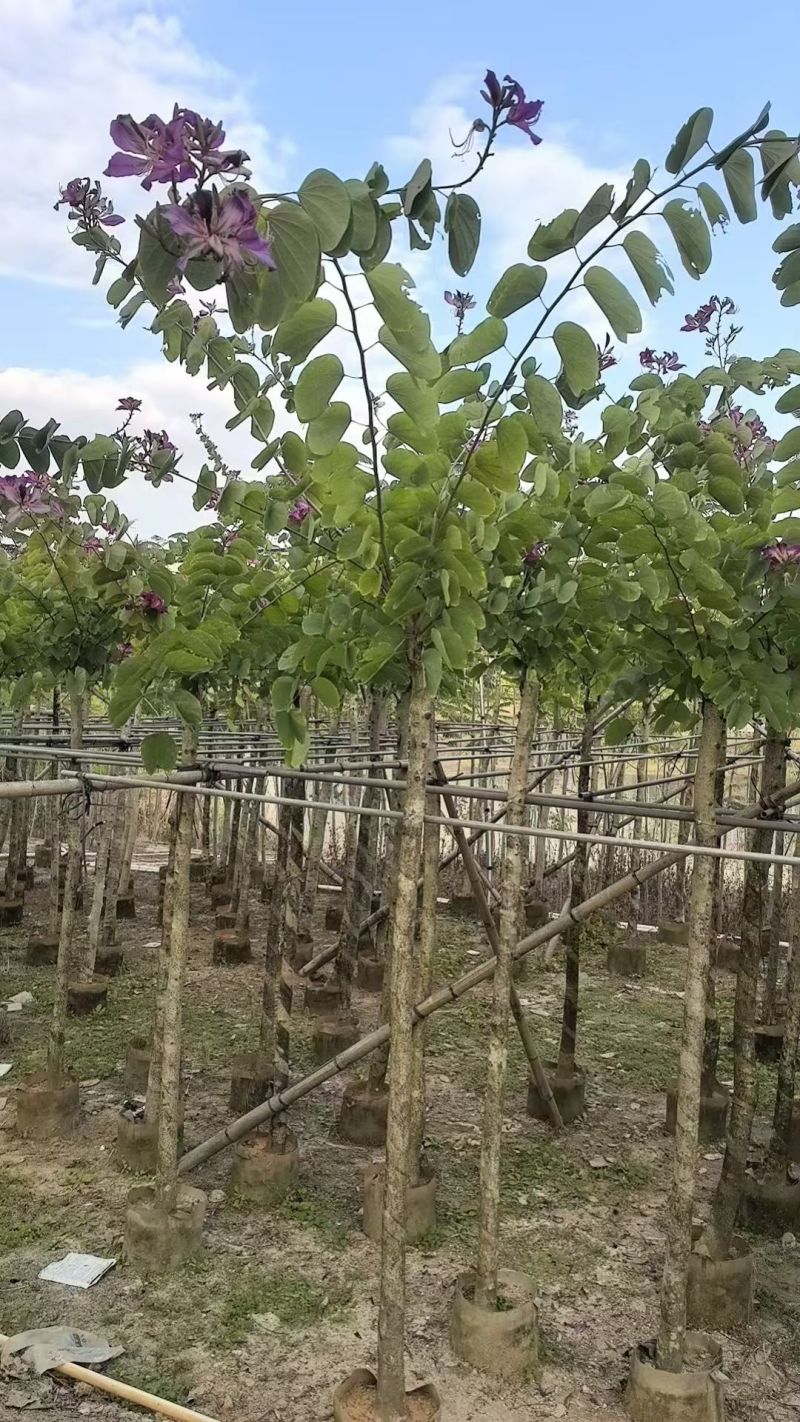 红花紫荆3-6公分，大量出售