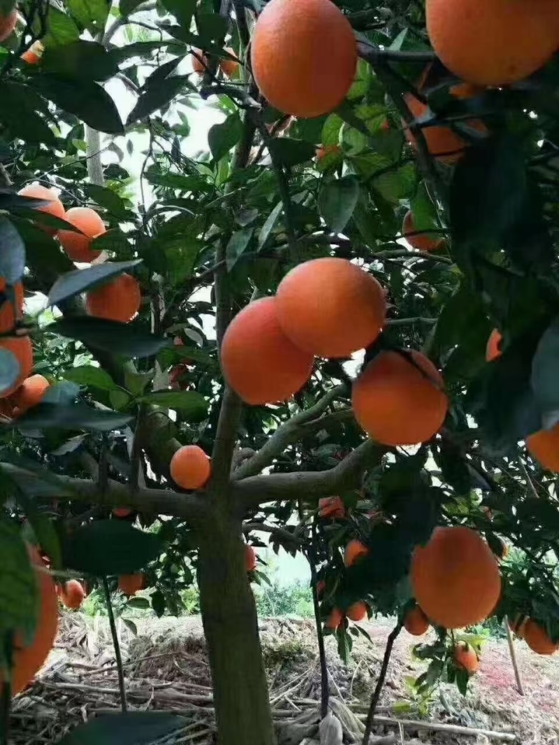 奉节脐橙