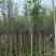 荷花玉兰（玉堂春）3-5公分大量出售