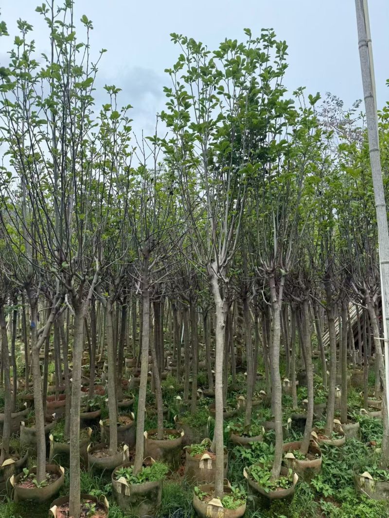 荷花玉兰（玉堂春）3-5公分大量出售