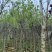 荷花玉兰（玉堂春）3-5公分大量出售