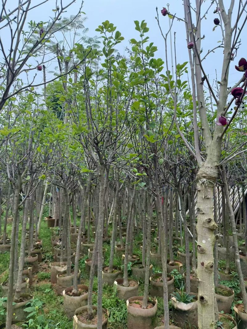 荷花玉兰（玉堂春）3-5公分大量出售