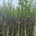 荷花玉兰（玉堂春）3-5公分大量出售