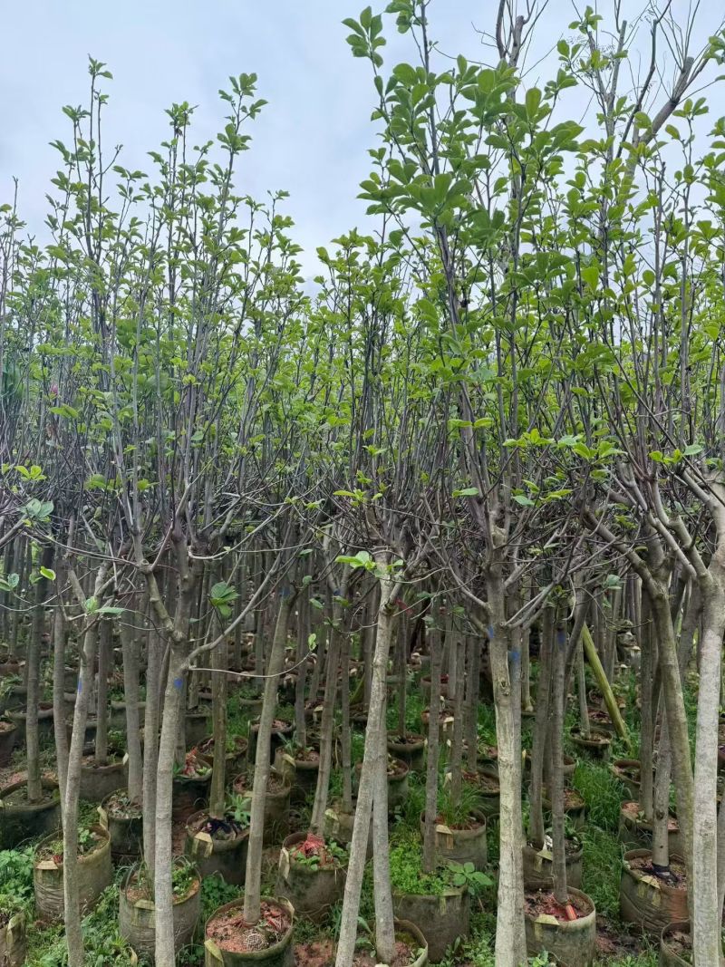 荷花玉兰（玉堂春）3-5公分大量出售