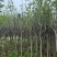 荷花玉兰（玉堂春）3-5公分大量出售