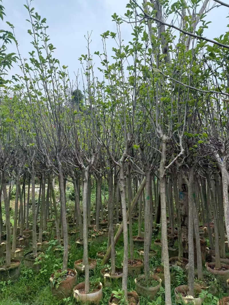 荷花玉兰（玉堂春）3-5公分大量出售