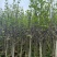 荷花玉兰（玉堂春）3-5公分大量出售
