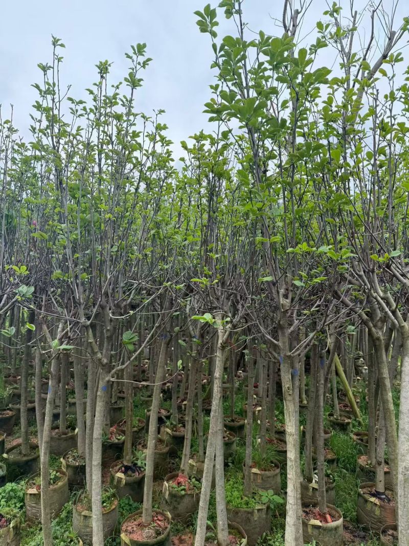 荷花玉兰（玉堂春）3-5公分大量出售