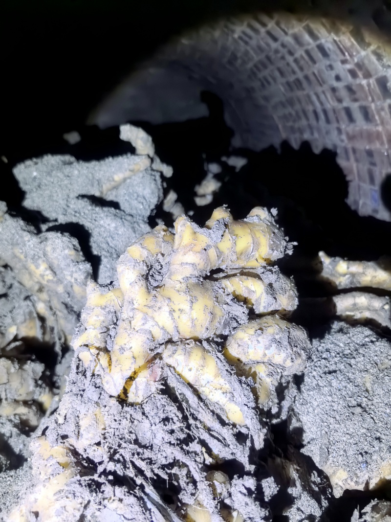 窖姜库姜水洗姜，商品姜