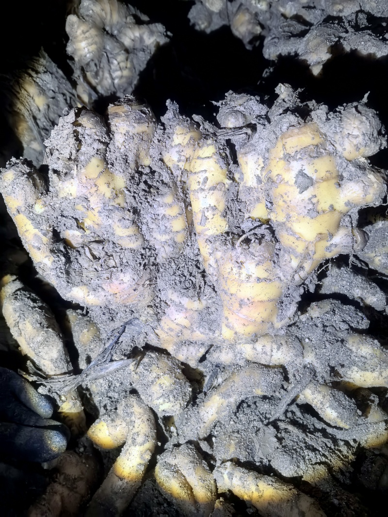 窖姜库姜水洗姜，商品姜