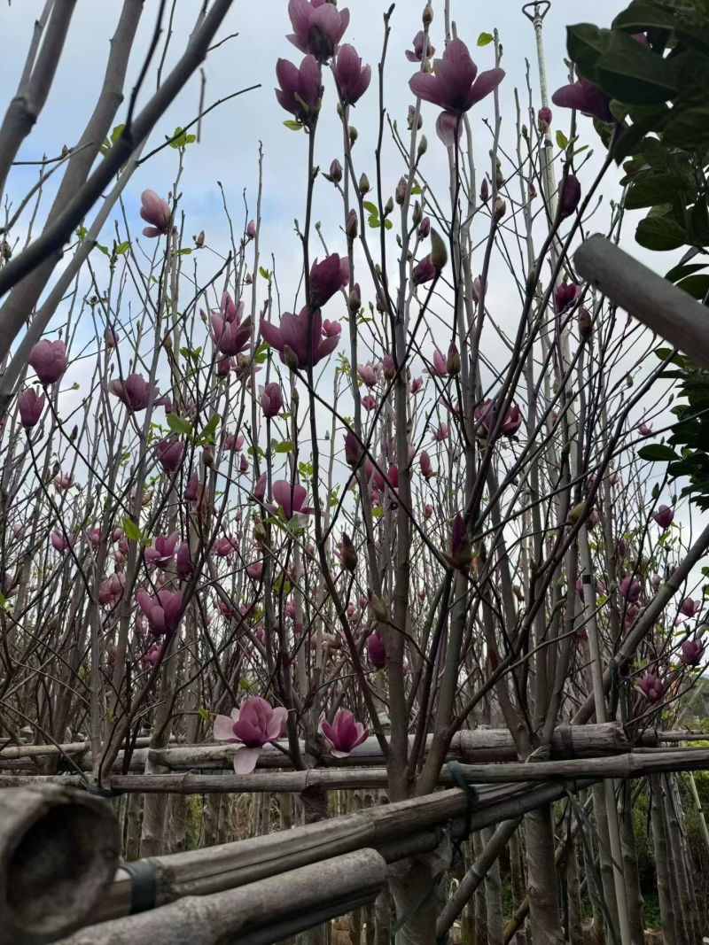 荷花玉兰（玉堂春）3-10公分大量出售