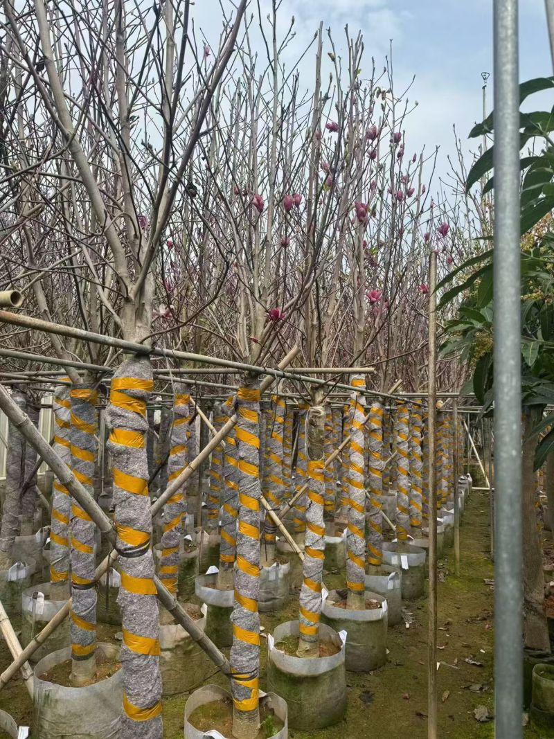 荷花玉兰（玉堂春）3-10公分大量出售