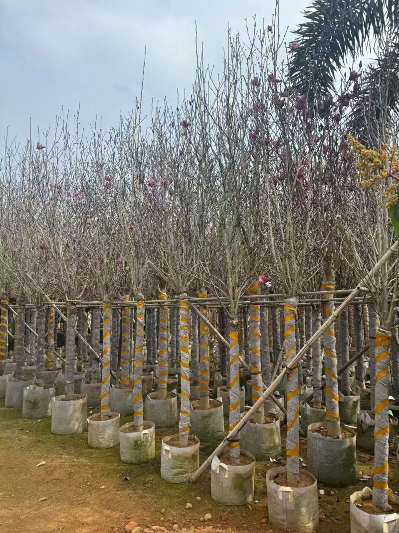荷花玉兰（玉堂春）3-10公分大量出售