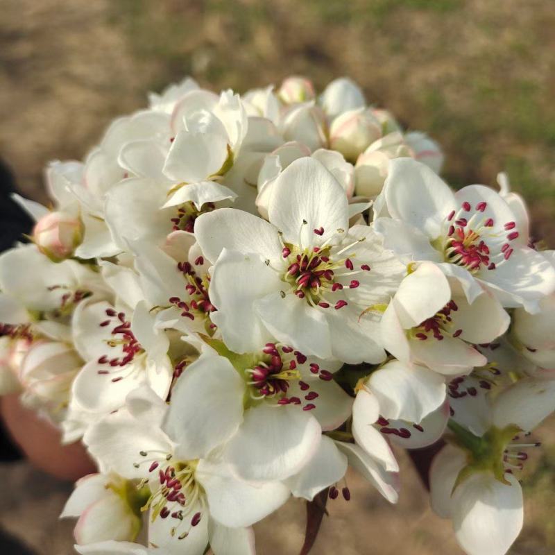 河北梨花粉，品种规格齐全，各种梨花粉，欢迎咨询合作