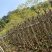 蓝花楹5-10公分大量出售