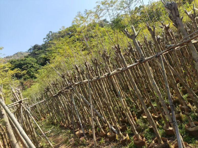 蓝花楹5-10公分大量出售