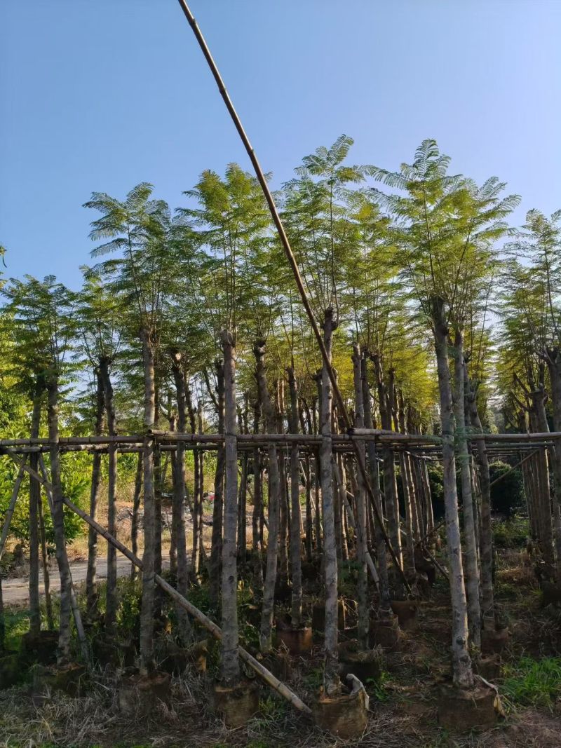 蓝花楹5-10公分大量出售