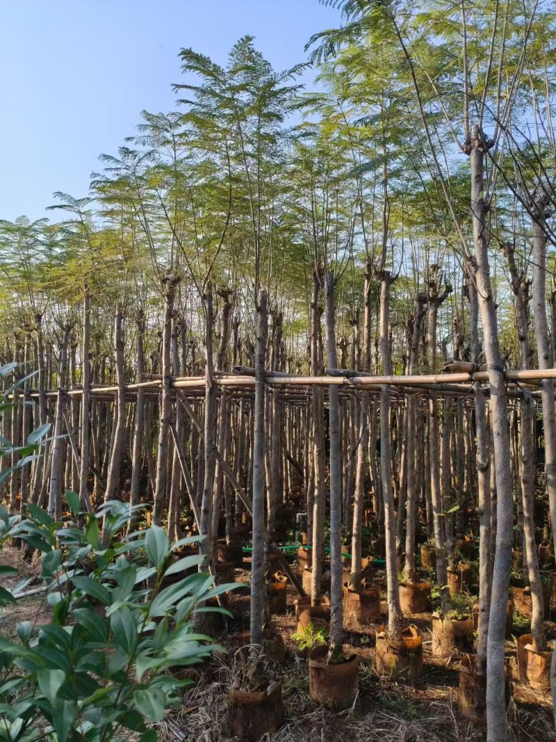 蓝花楹5-10公分大量出售