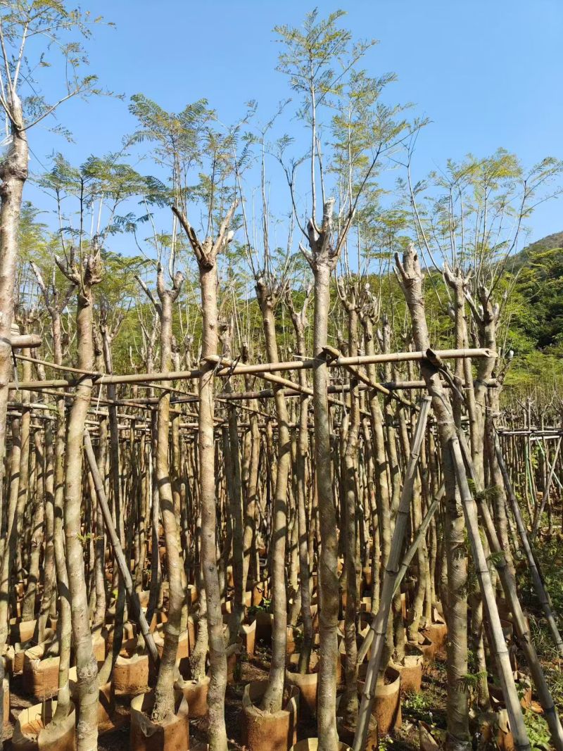 蓝花楹5-10公分大量出售