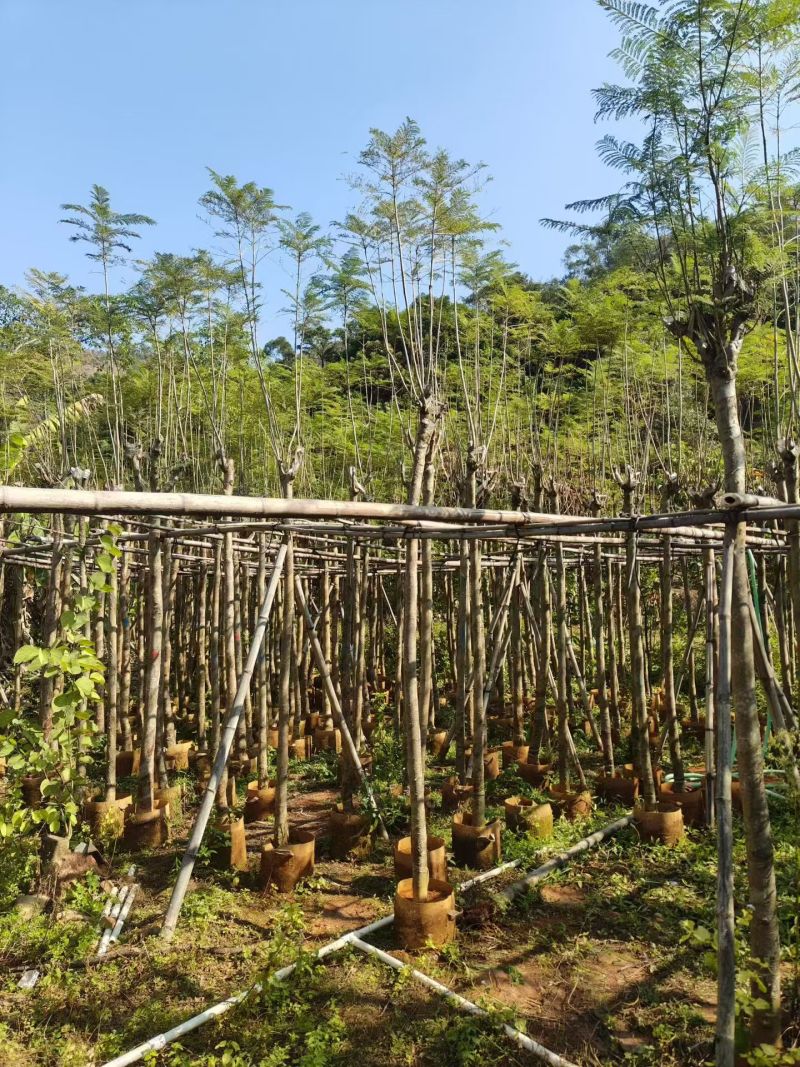 蓝花楹5-10公分大量出售
