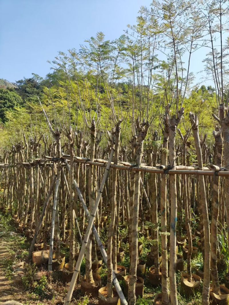 蓝花楹5-10公分大量出售