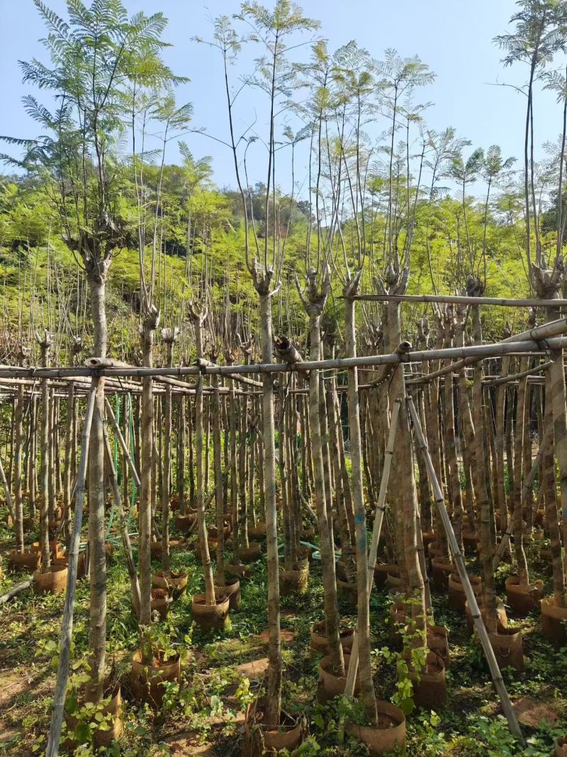 蓝花楹5-10公分大量出售