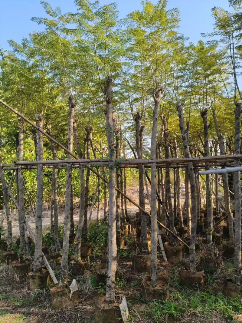 蓝花楹5-10公分大量出售